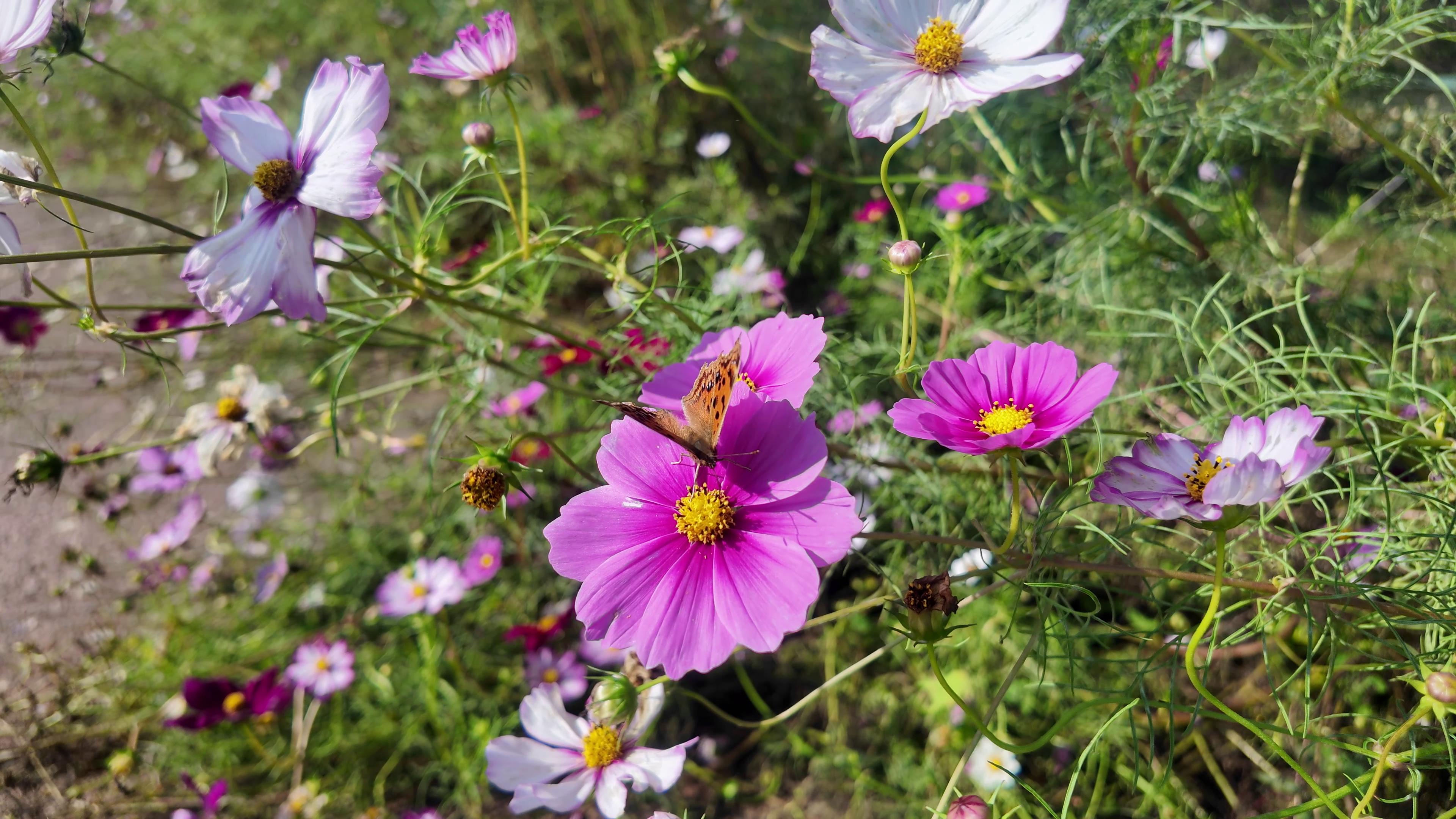 게시물 첨부 이미지